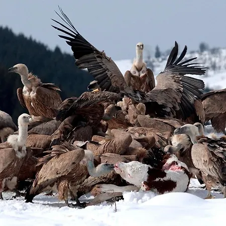 Zlatarska Pahulja Appartement
