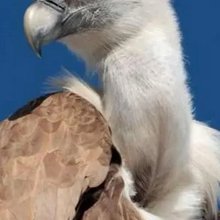 Zlatarska Pahulja * Nova Varoš