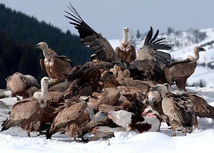 Zlatarska Pahulja Lejlighed