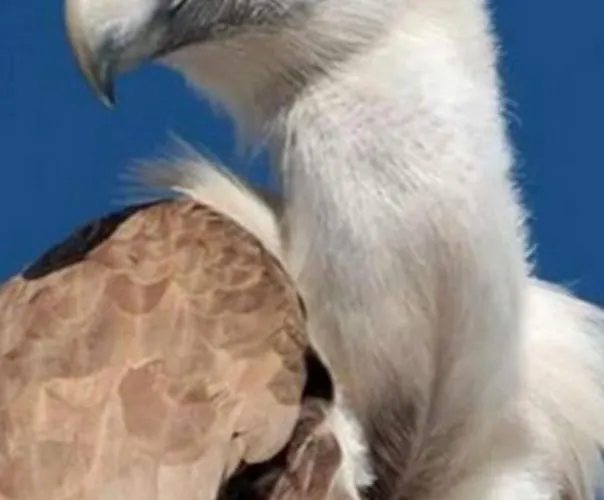 Zlatarska Pahulja * Nova Varoš